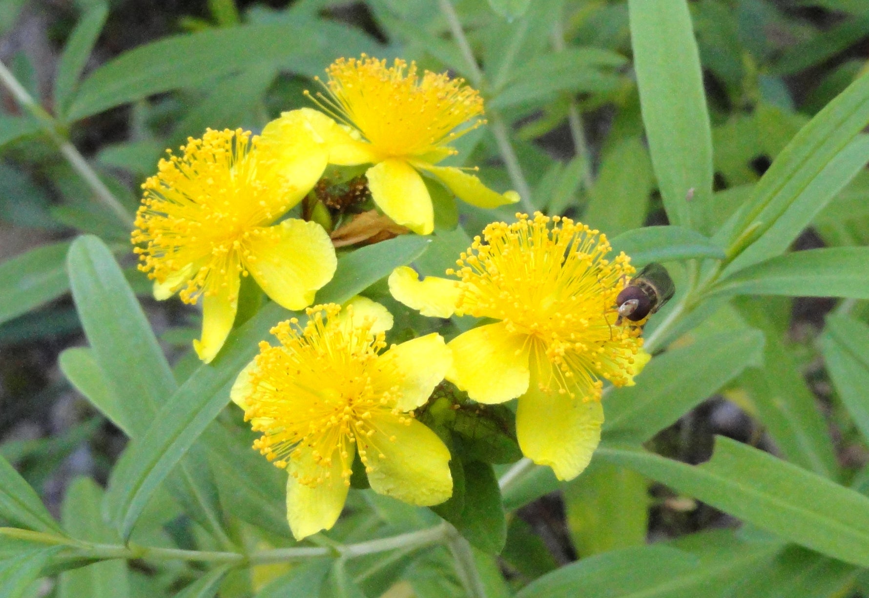 Hypericum kalmianum 'Gemo' - Cont.: 1.5L - Sunătoare de grădină 'Gemo'