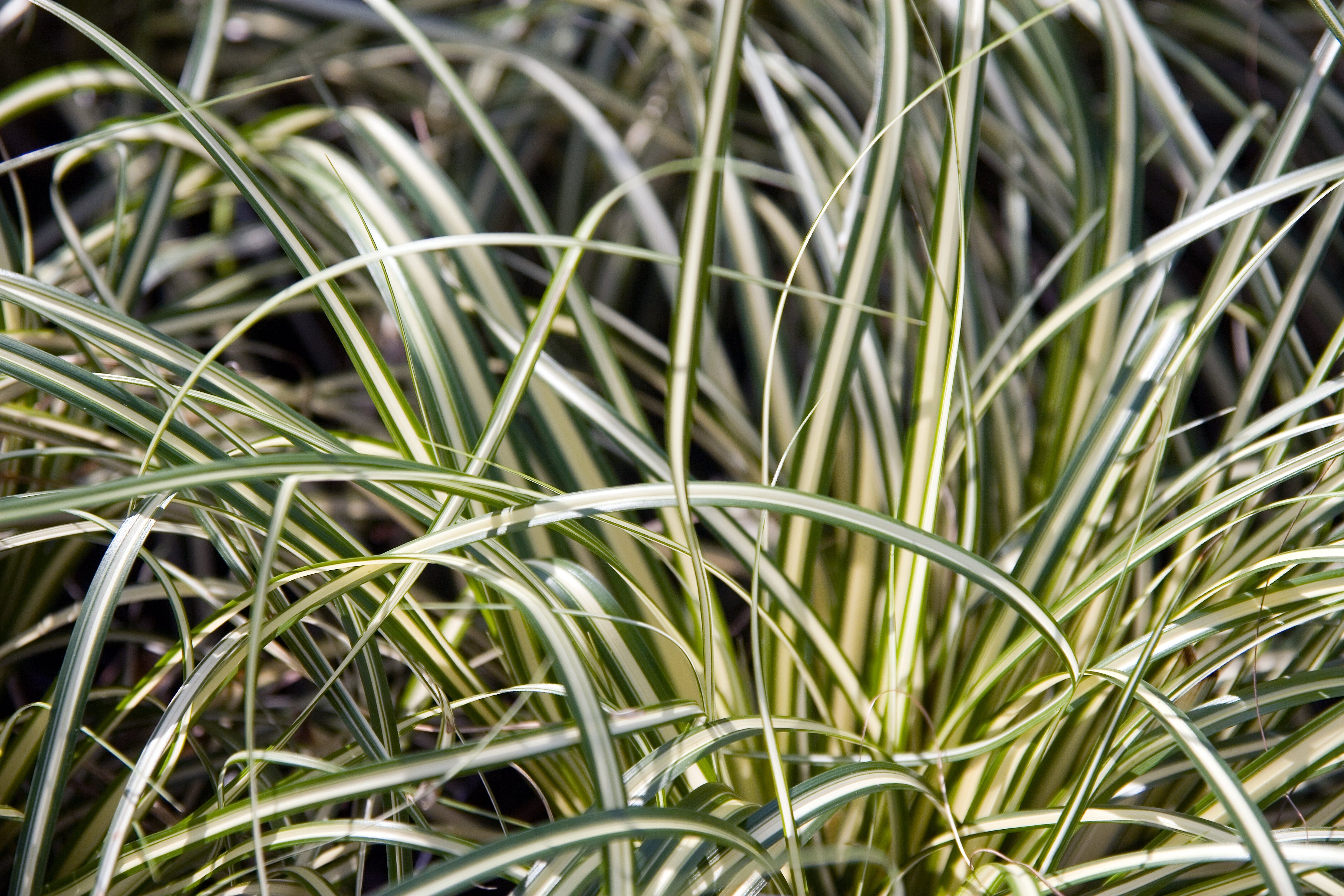 Iarbă ornamentală Evergreen - C. 2L / (Carex oshimensis Evergreen)