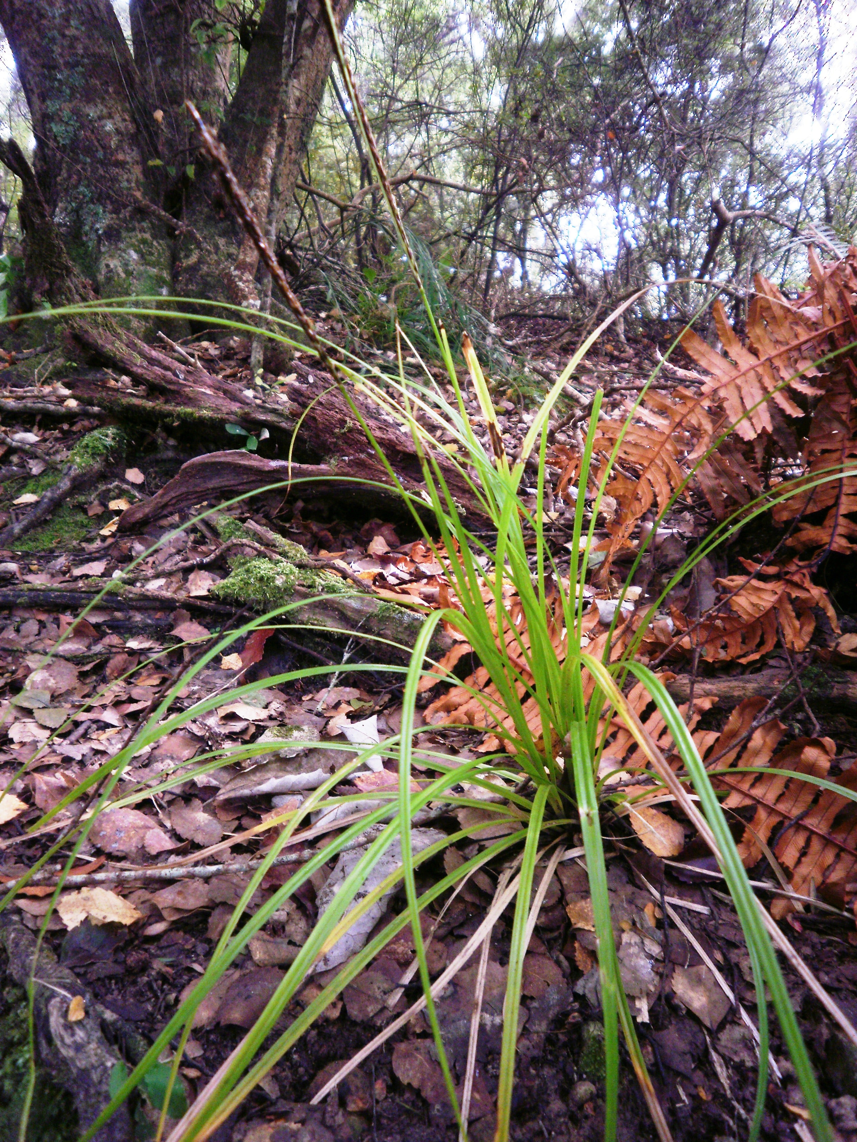 Iarbă roșie Rubra - C. 2L / (Uncinia uncinata Rubra)