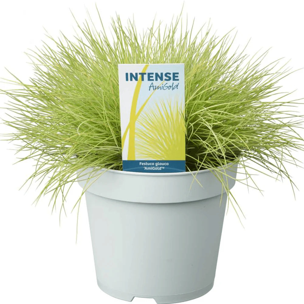 Festuca albastră AmiGold - C. 2L / (Festuca glauca AmiGold)