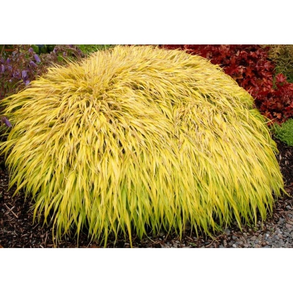 Iarbă japoneză All Gold C. 2L / (Hackonechloa macra All Gold)
