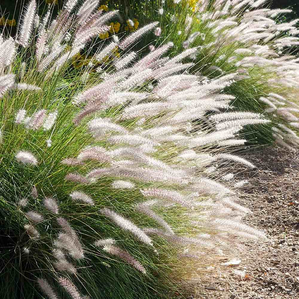 Iarbă ornamentală Fairy Tales - C. 2L / (Pennisetum Fairy Tales)