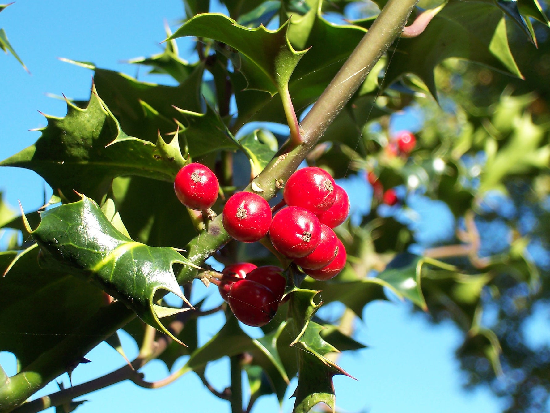 Ilex 'Blue Prince' - h: 80-100cm - Ilex 'Blue Prince'