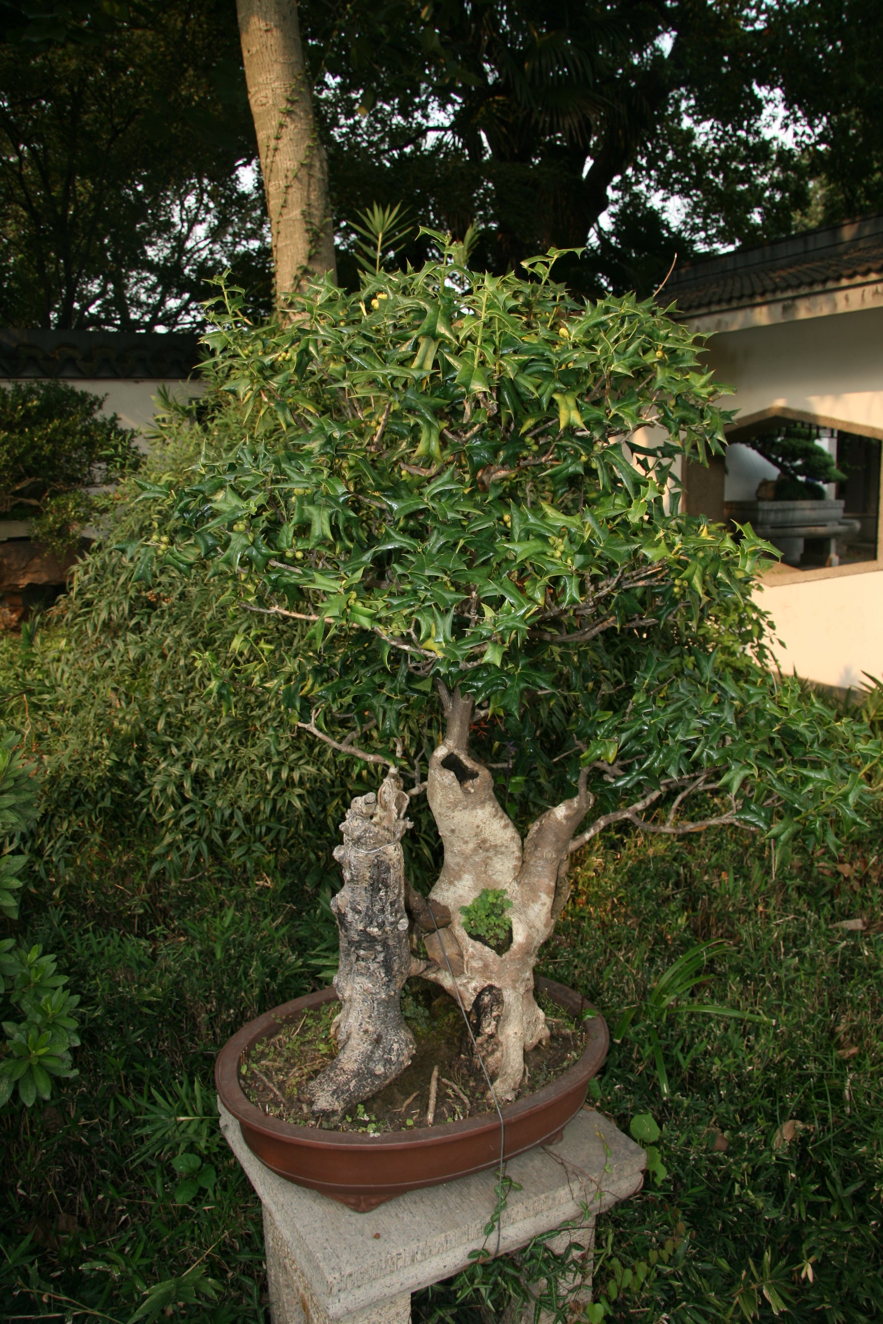 Ilex cornuta 'Furcata' - Ilex cu coarne 'Furcata' (Con, Bonsai)