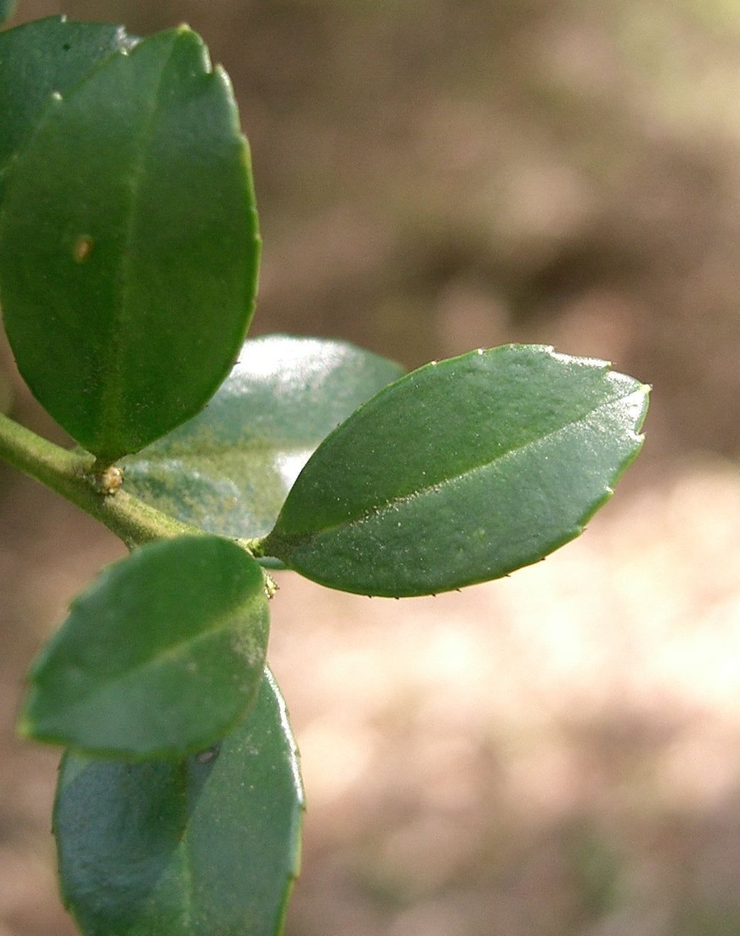 Ilex crenata 'Kinme' - Ilex japonez 'Kinme'