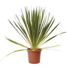 Yucca de grădină Bright Edge - C. 2L / (Yucca filamentosa Bright Edge)