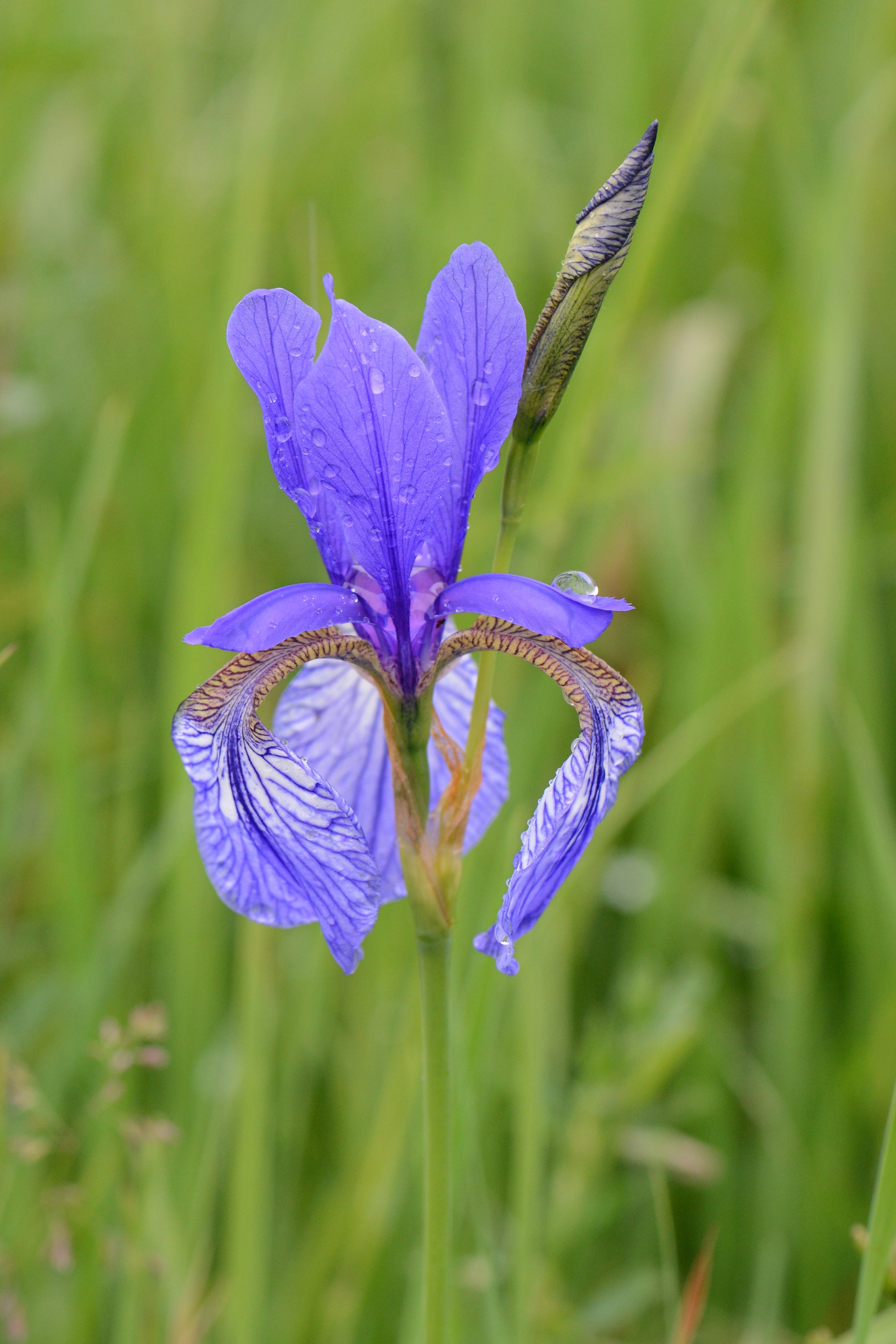 Iris sibirica - Cont.: 2L - Iris siberian