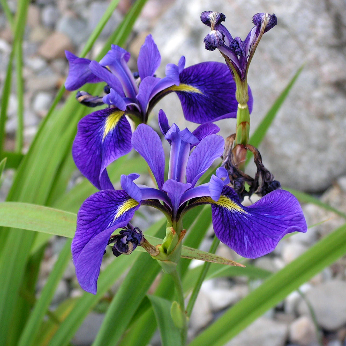 Iris versicolor - Cont.: 2L - Iris de baltă