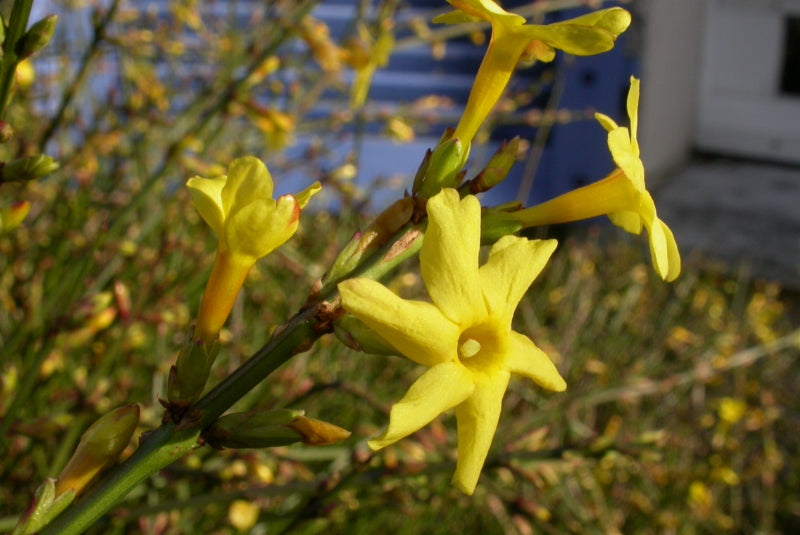 Jasminum nudiflorum - h: 80cm | Cont.: 2L - Iasomie de iarnă