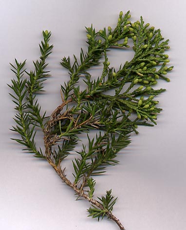 Juniperus chinensis 'Stricta' - h: 50cm | Cont.: 2L - Ienupăr chinezesc 'Stricta' (Fastigiată)