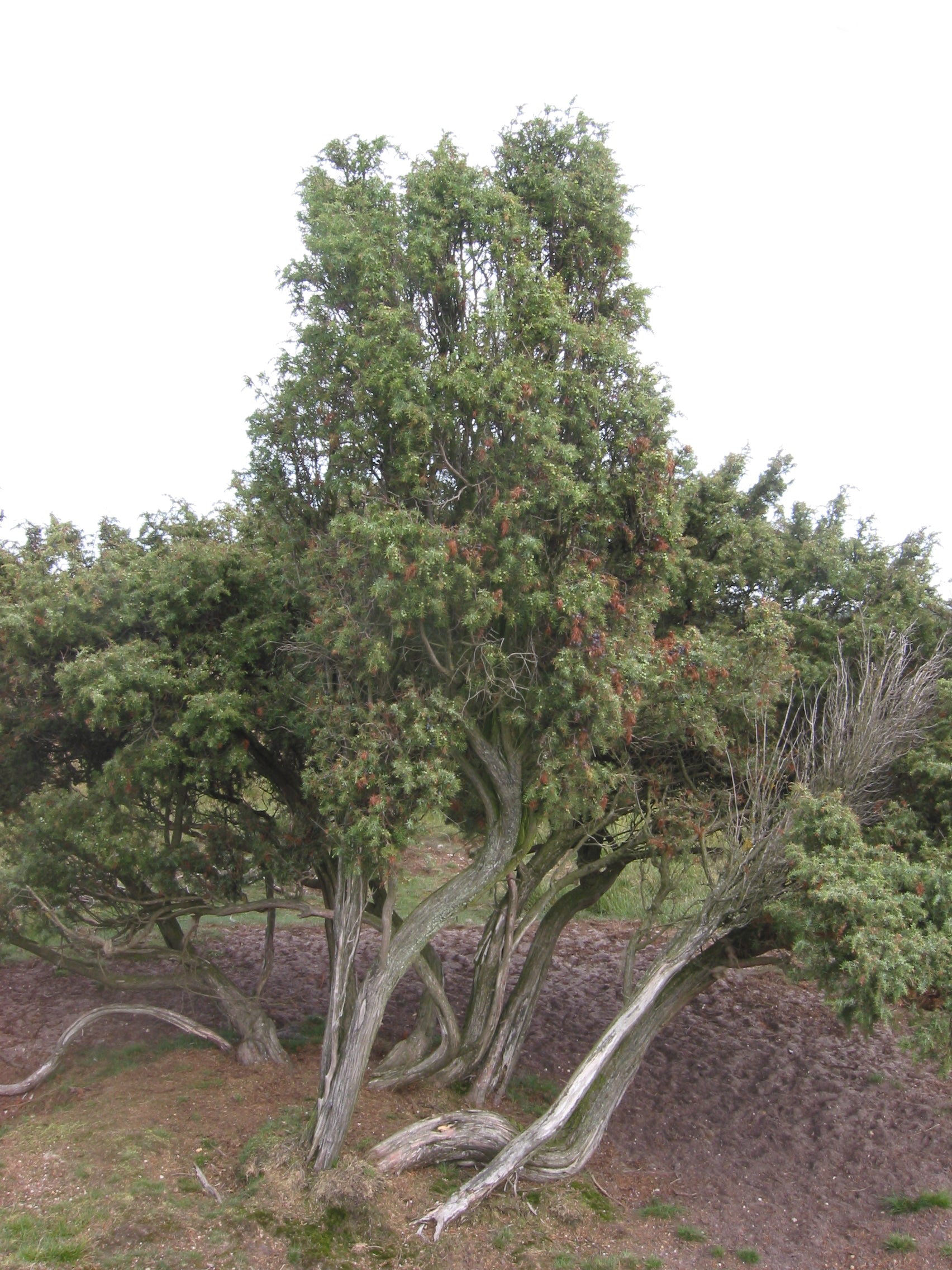 Juniperus communis 'Repanda' - Ienupăr târâtor 'Repanda'