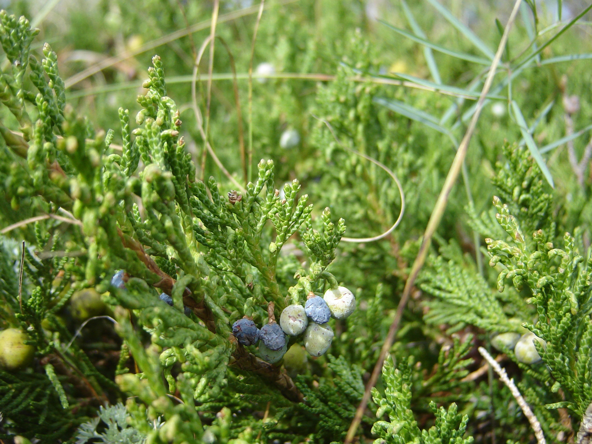 Juniperus horizontalis 'Blue Chip' - Ienupăr târâtor albăstrui 'Blue Chip'