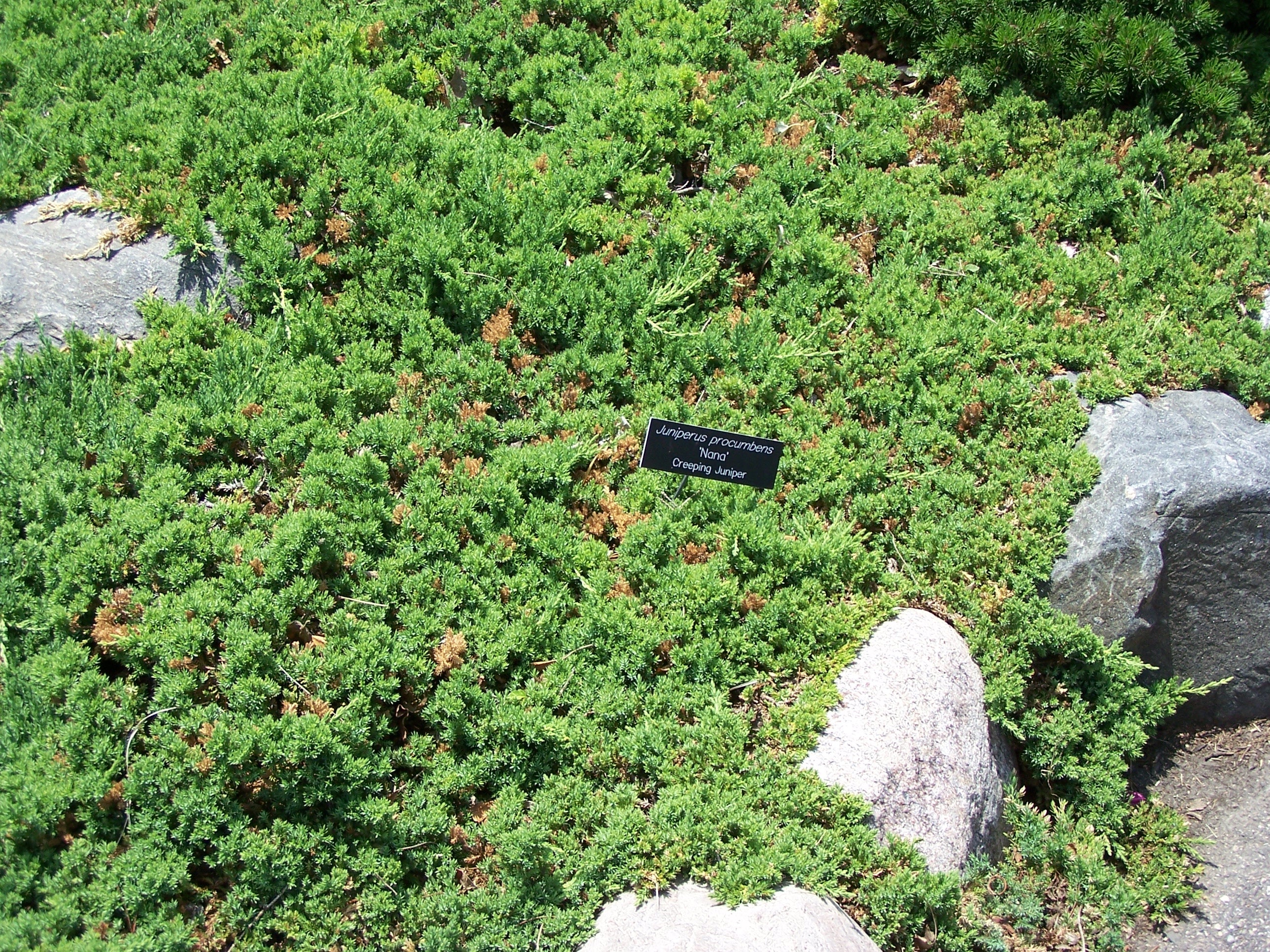 Juniperus procumbens 'Nana' - Ienupăr japonez pitic 'Nana'