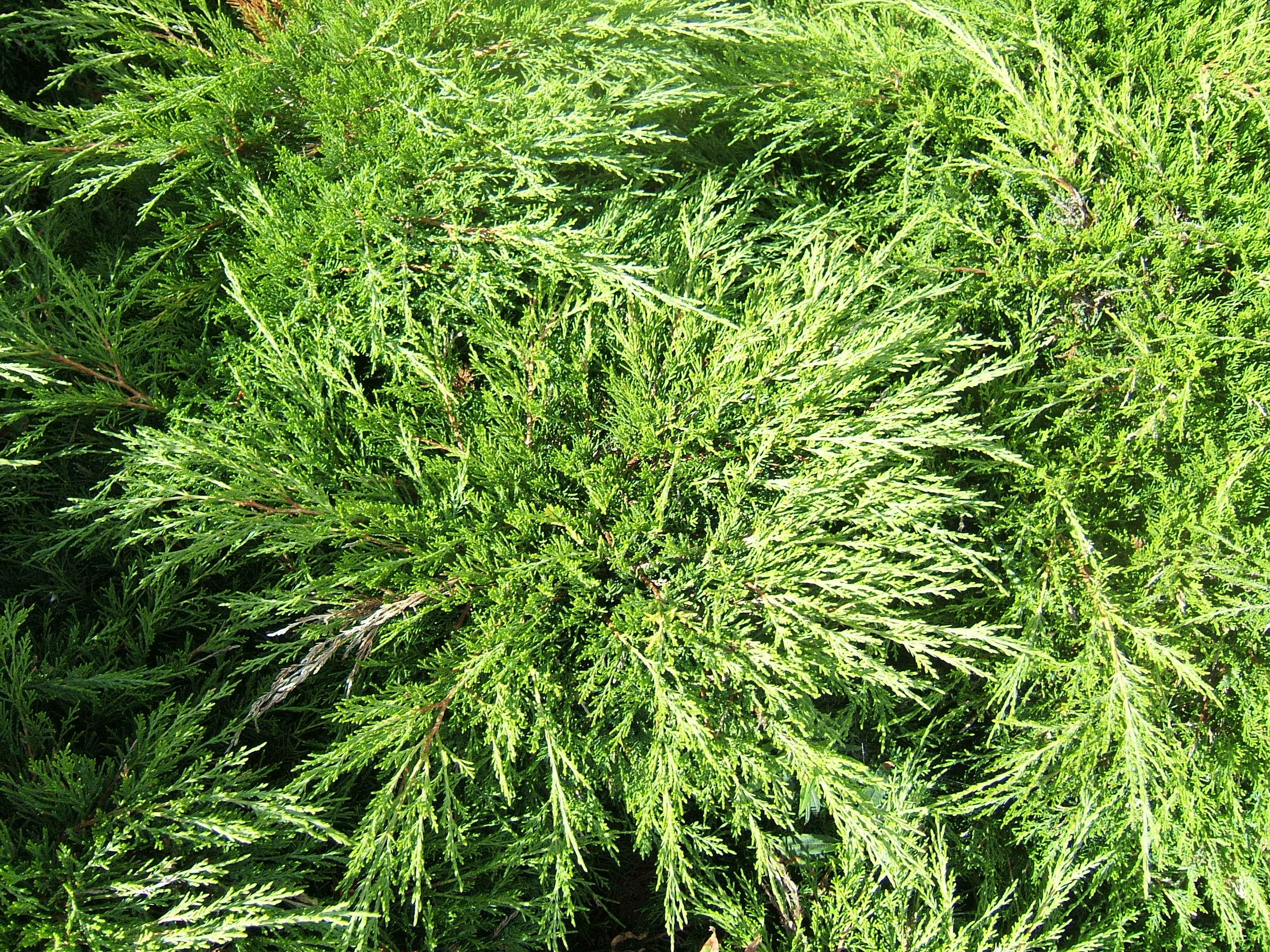 Juniperus sabina 'Tamariscifolia' - h: 25-30cm | Cont.: 3L - Ienupăr târâtor 'Tamariscifolia'