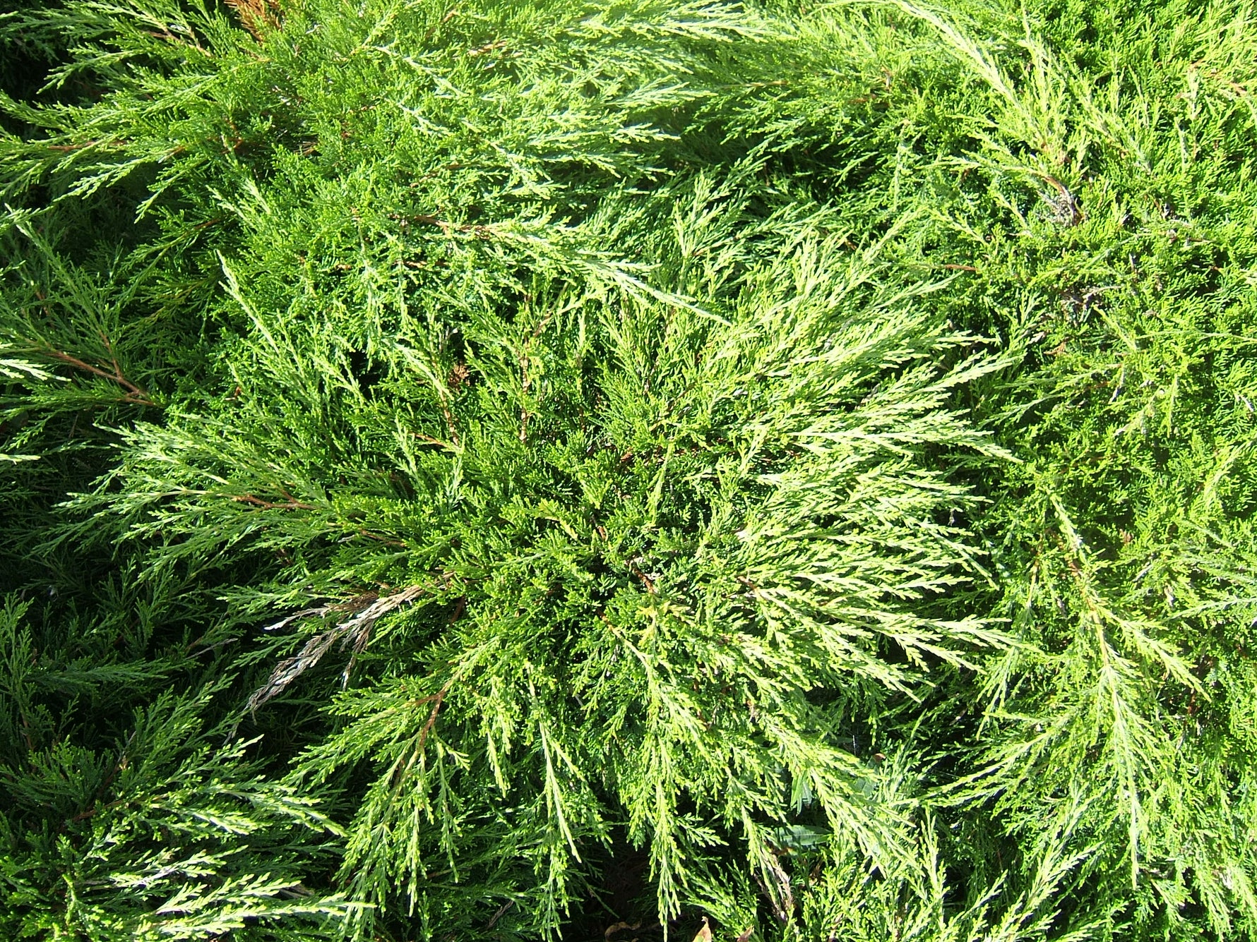 Juniperus sabina 'Tamariscifolia' - h: 25-30cm | Cont.: 3L - Ienupăr târâtor 'Tamariscifolia'