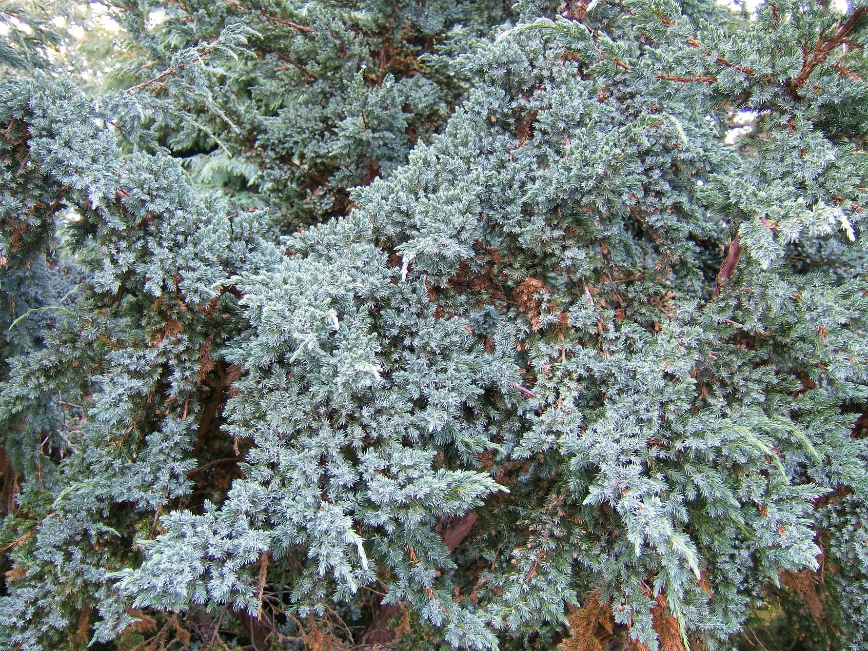 Juniperus squamata 'Blue Carpet' - Ienupăr târâtor 'Blue Carpet'