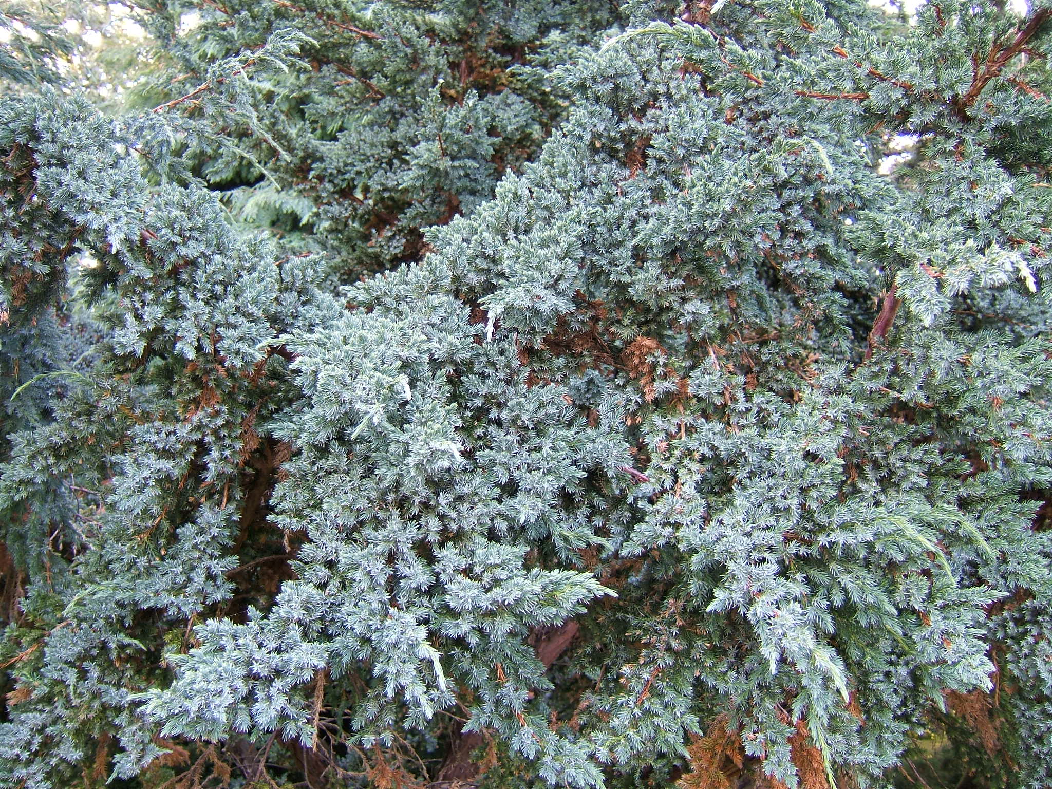 Juniperus squamata 'Blue Star' - Ienupăr târâtor 'Blue Star'
