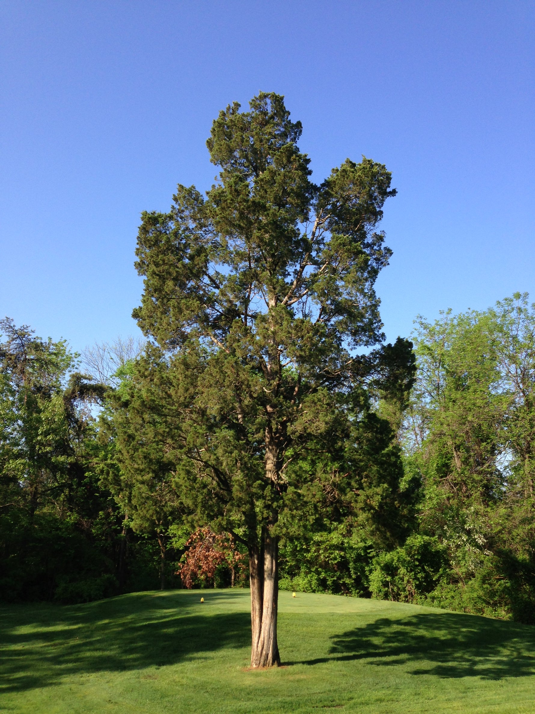 Juniperus virginiana 'Blue Arrow' - h: 150-175cm - Ienupăr albastru fastigiat 'Blue Arrow'