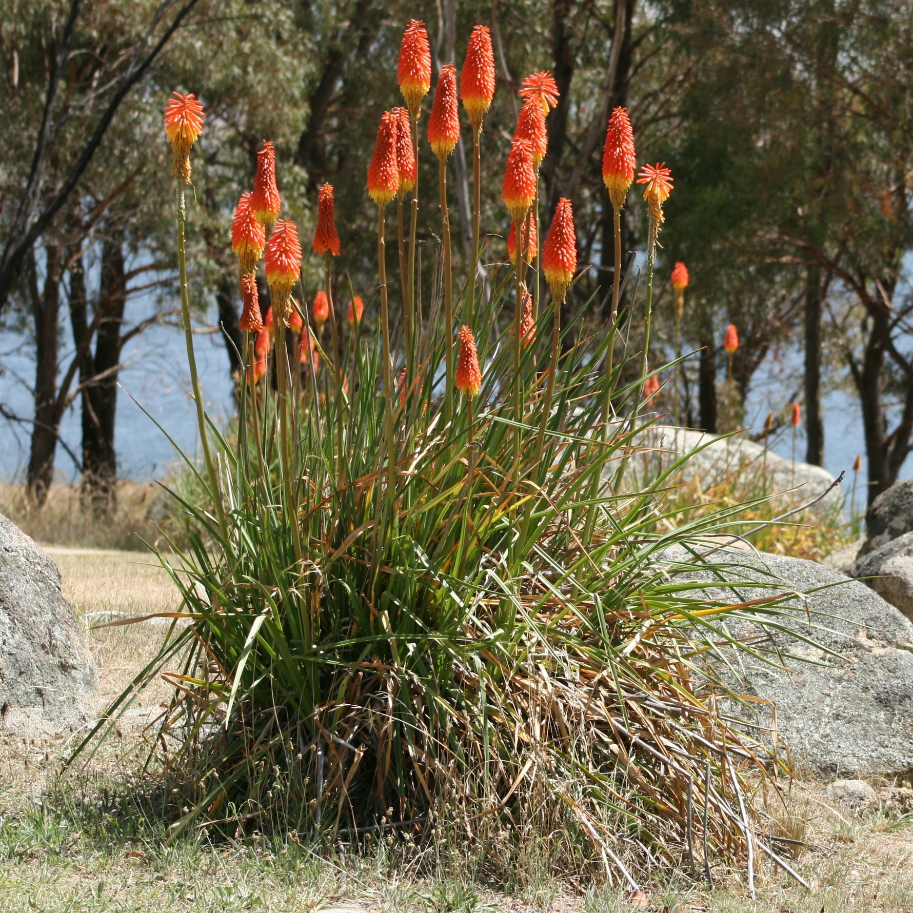 Kniphofia uvaria - Cont.: 2L - Torța roșie
