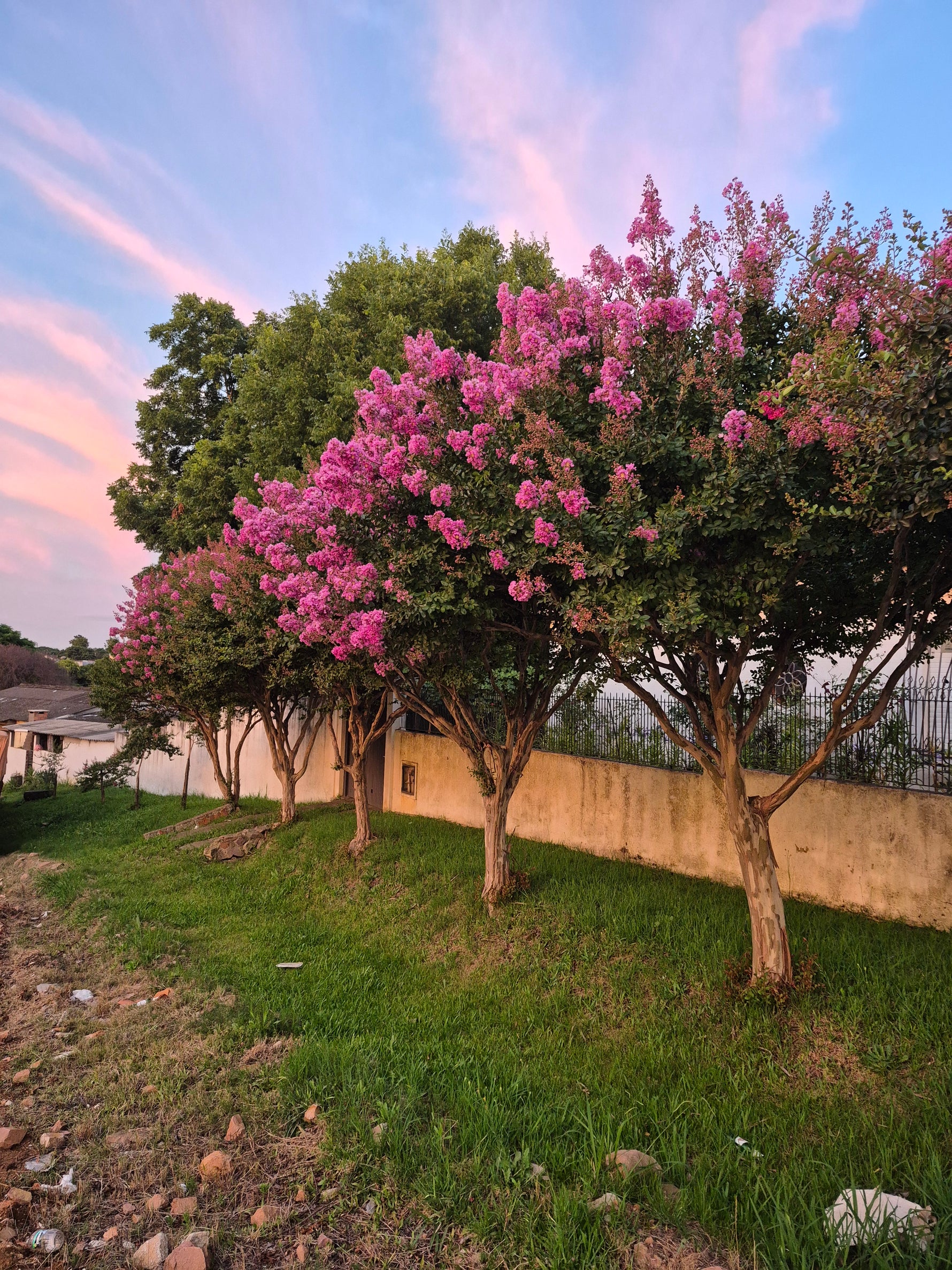 Lagerstroemia indica - h: 125cm | Cont.: 35L - Liliacul indian