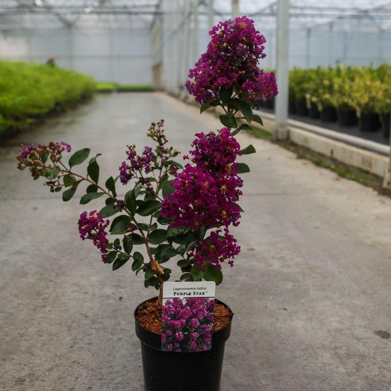Liliac de vară Purple Star - 150-175 cm / (Lagerstroemia indica Purple Star)