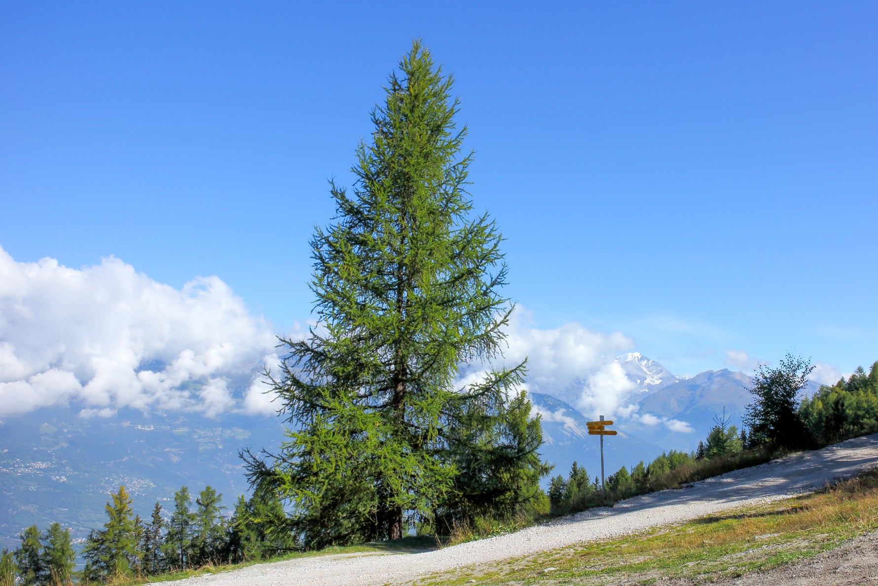 Larix decidua - h: 50cm | Cont.: 2L - Zadă europeană