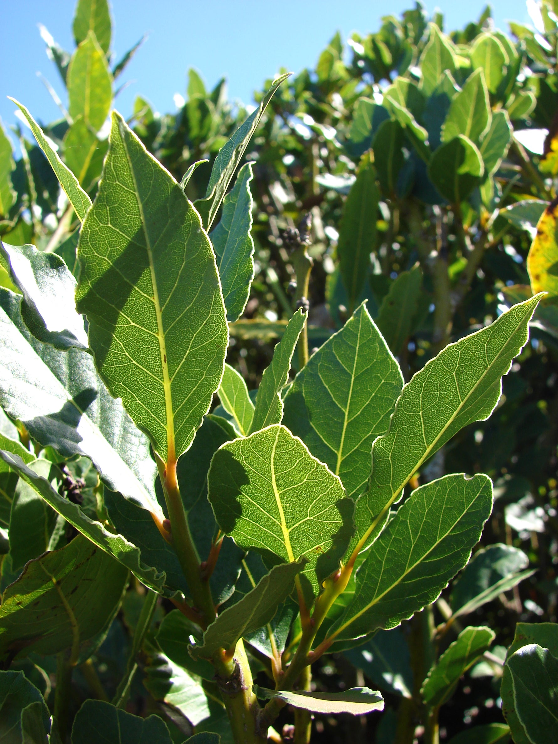 Laurus nobilis - h: 34cm | Cont.: 1.5L - Dafin