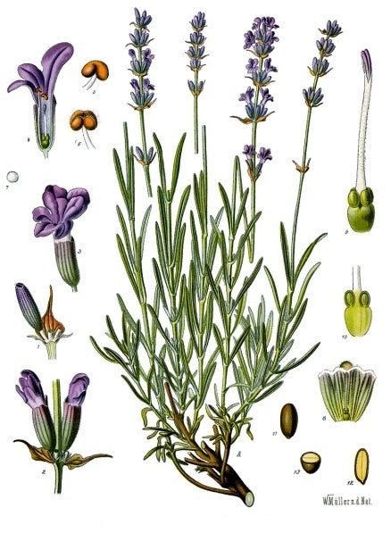 Lavandula angustifolia 'Essence' - Cont.: 2L - Lavandă 'Essence'