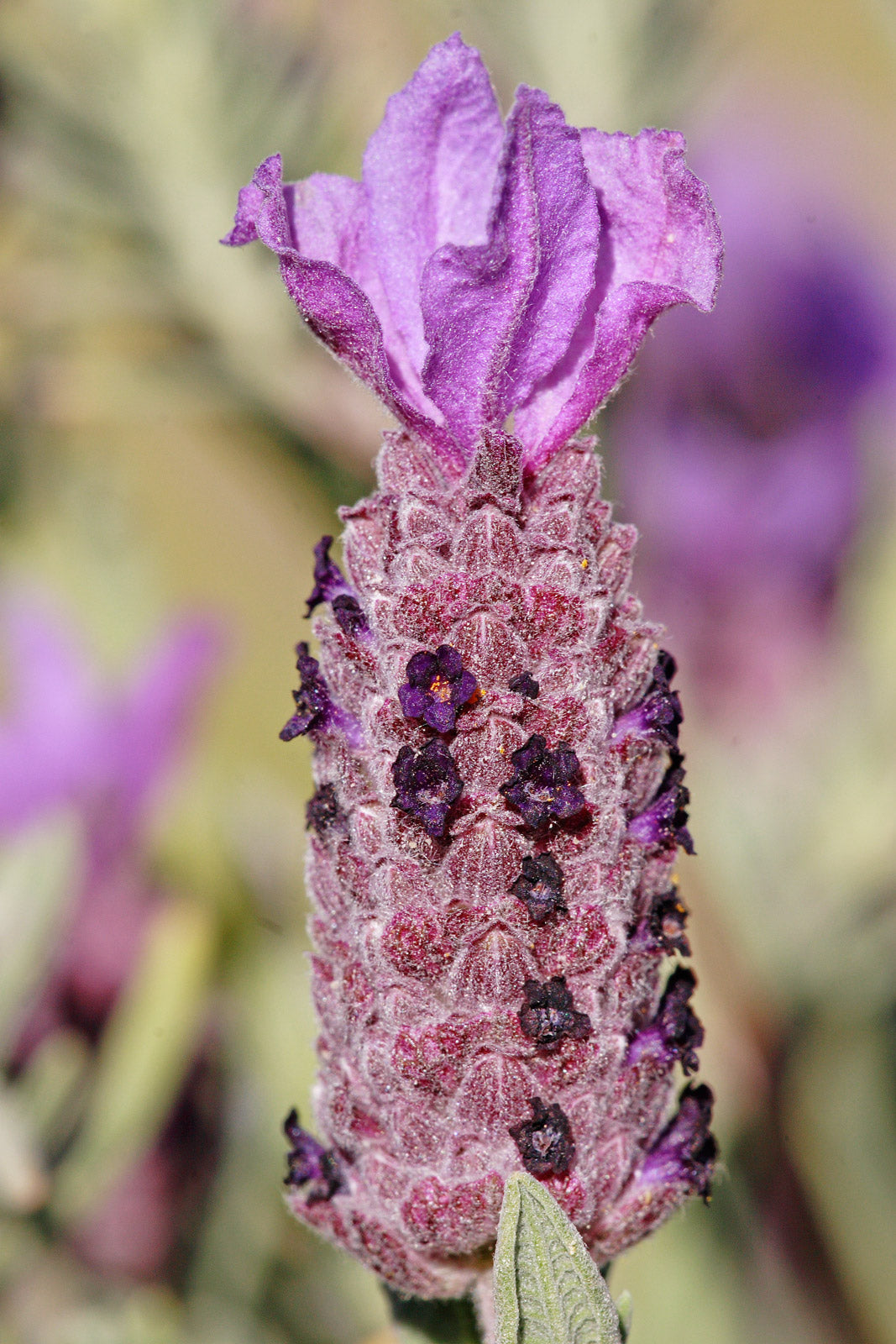 Lavandula stoechas 'Anouk' - Cont.: 2L - Lavandă franceză 'Anouk' (Pe tulpină)