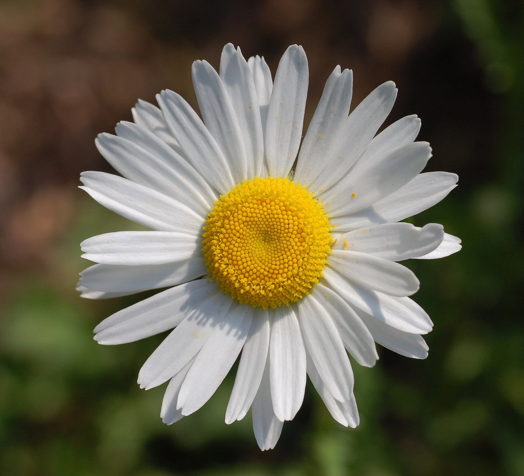 Leucanthemum vulgare - Cont.: 2L - Margaretă