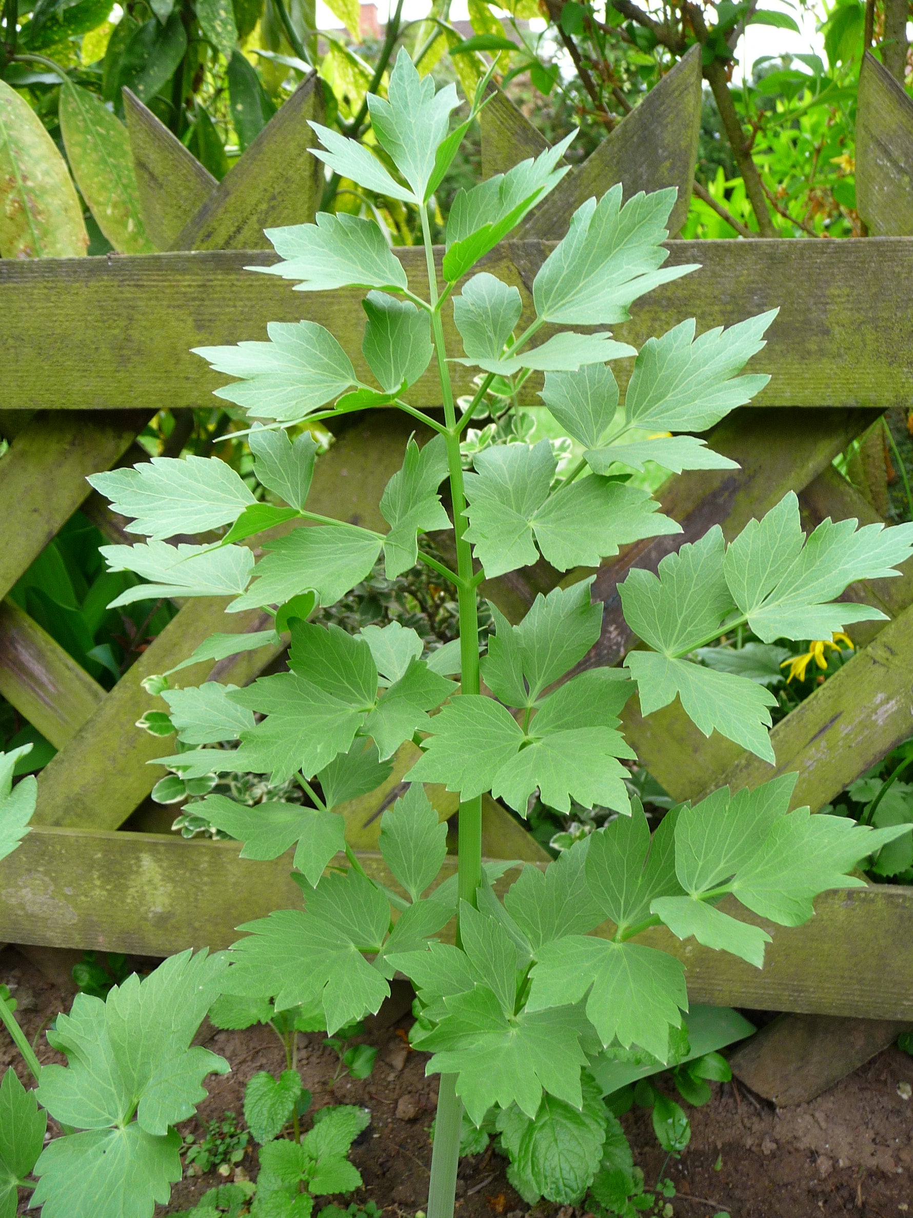 Levisticum officinale - Cont.: 3L - Leuștean