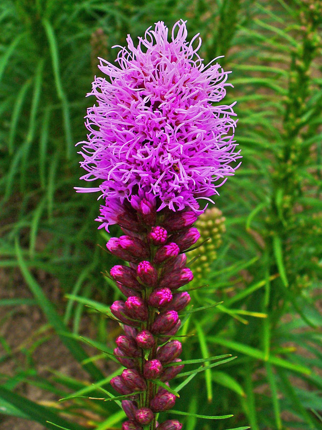 Liatris spicata - Cont.: 2L - Liatris