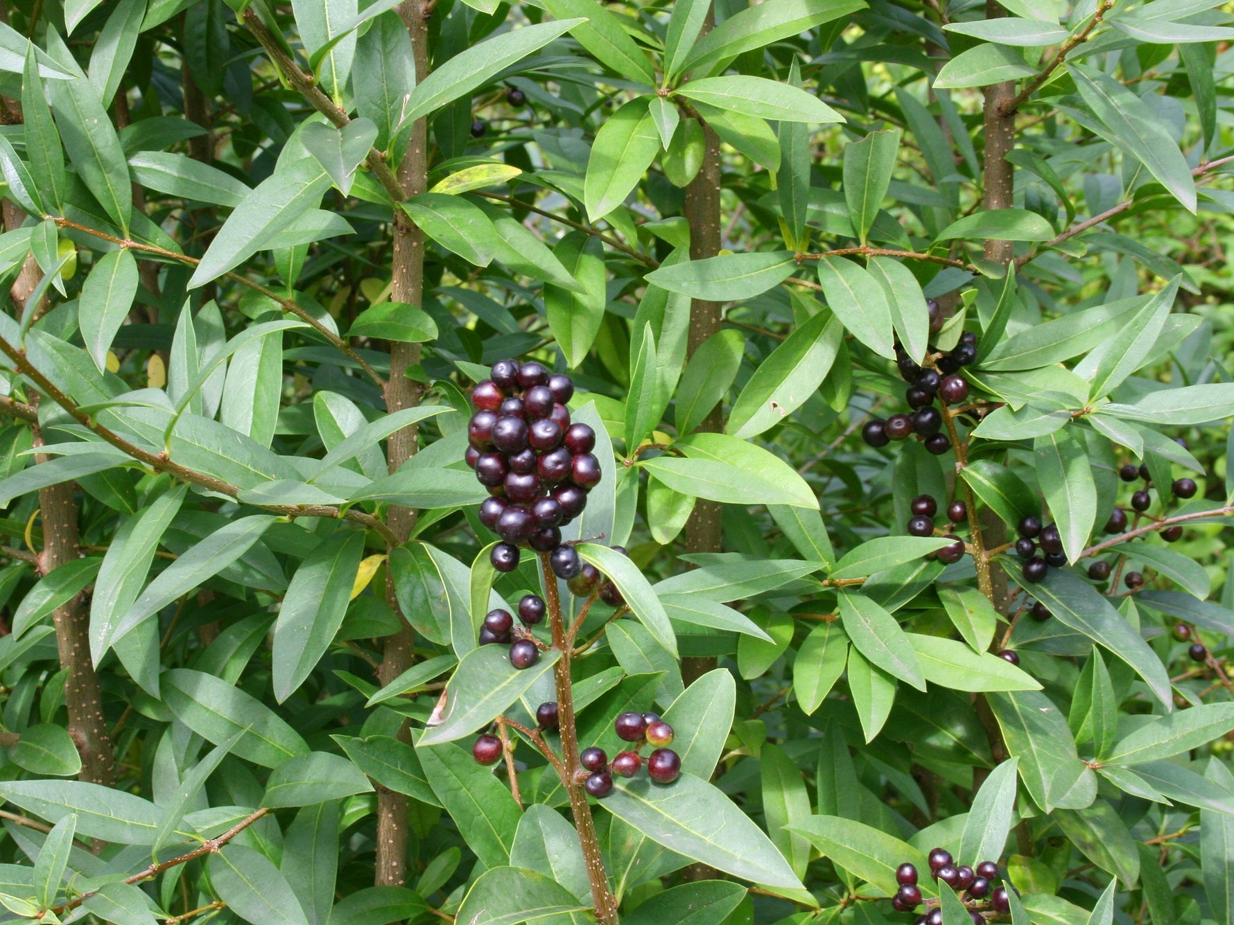Ligustrum jonandrum - Lemn câinesc