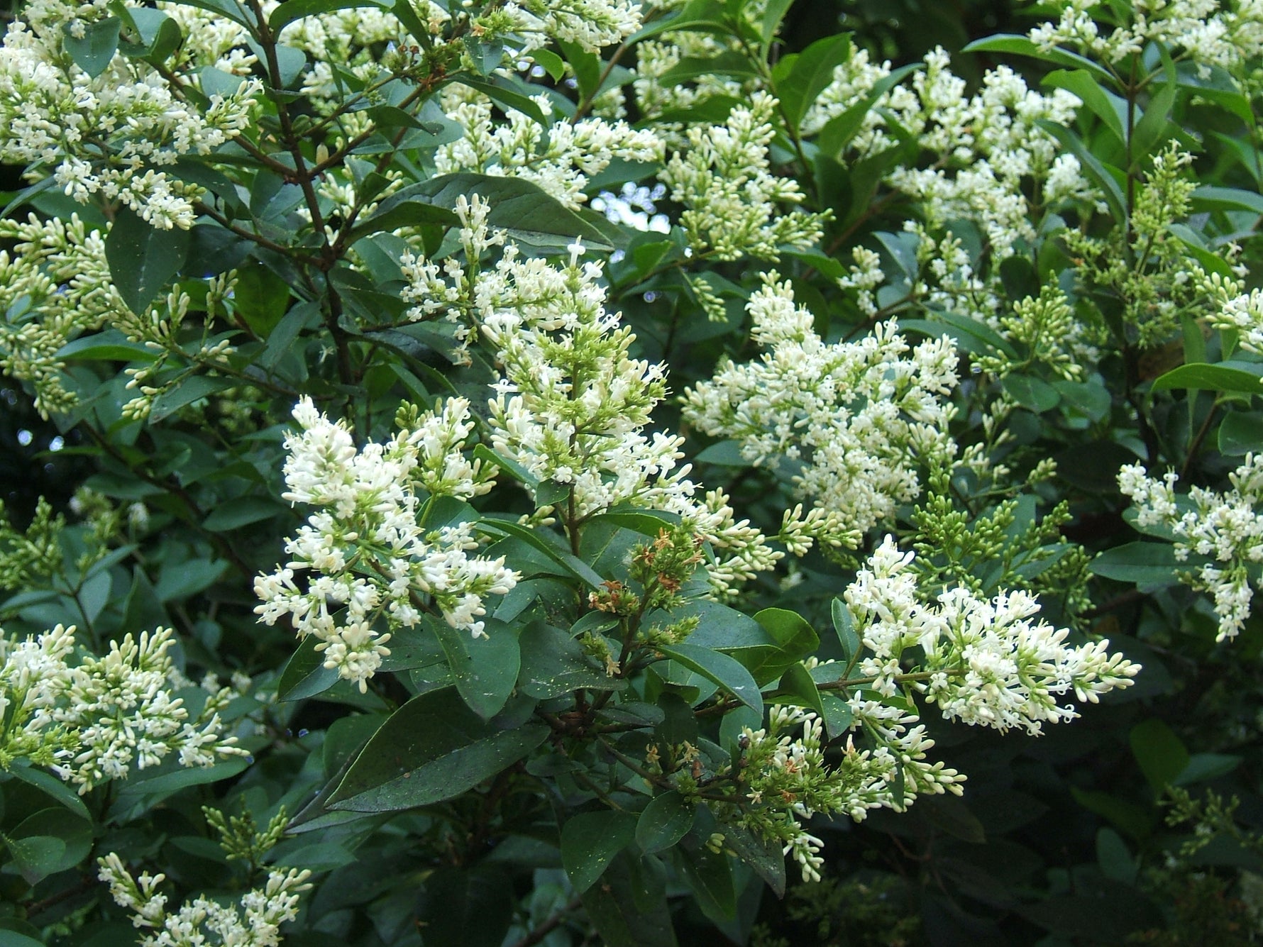 Ligustrum ovalifolium - h: 40-60cm | Cont.: 2L - Lemn câinesc