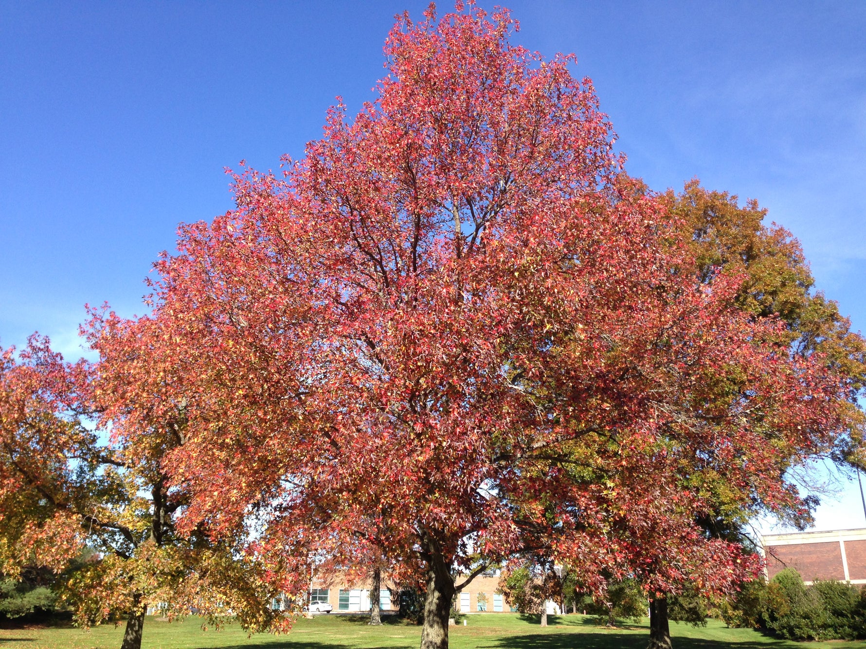 Liquidambar styraciflua - Ambra dulce (Con)