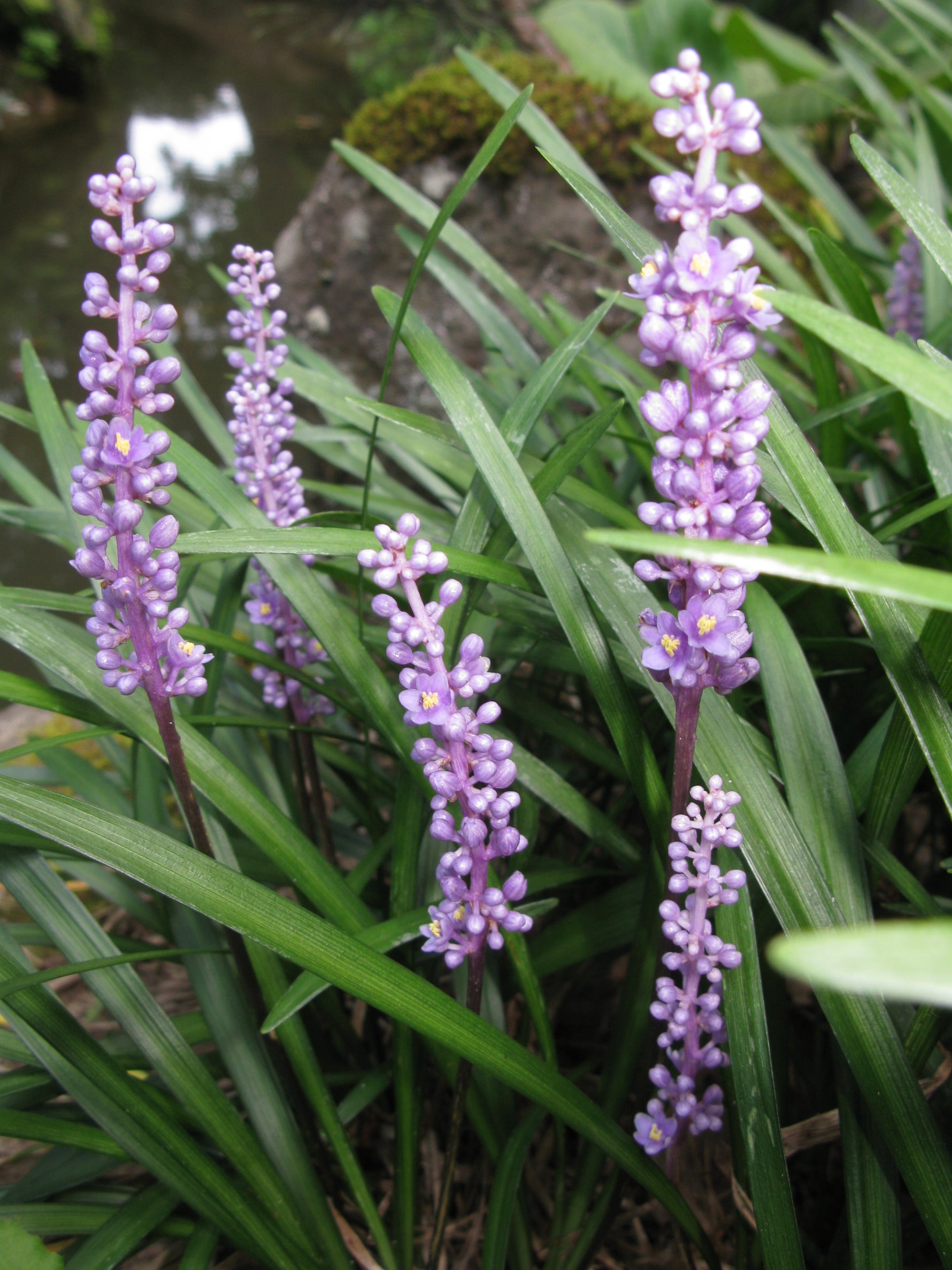 Liriope muscari - Cont.: 3L - Liriope