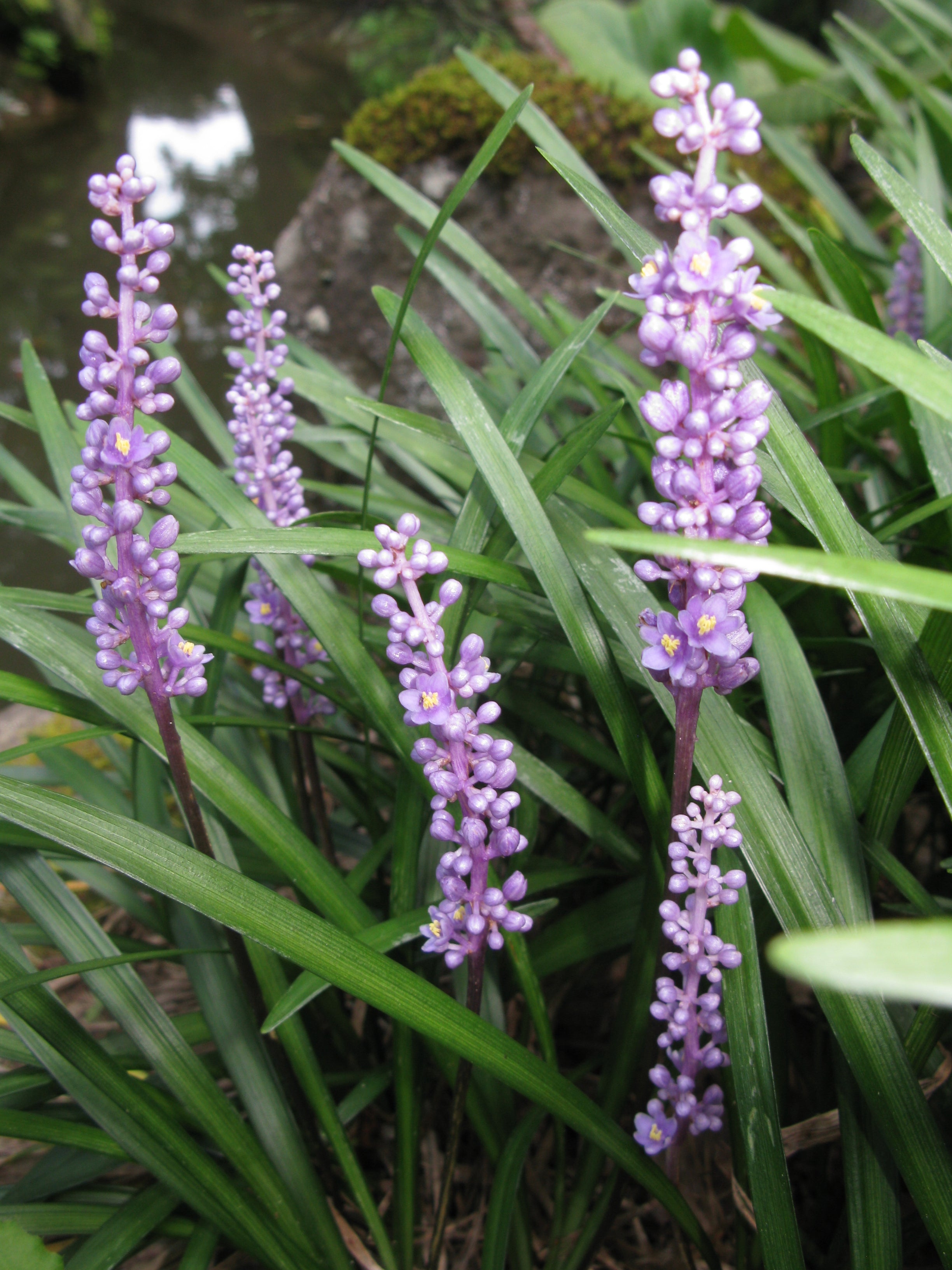 Liriope muscari 'Moneymaker' - Liriope 'Moneymaker'