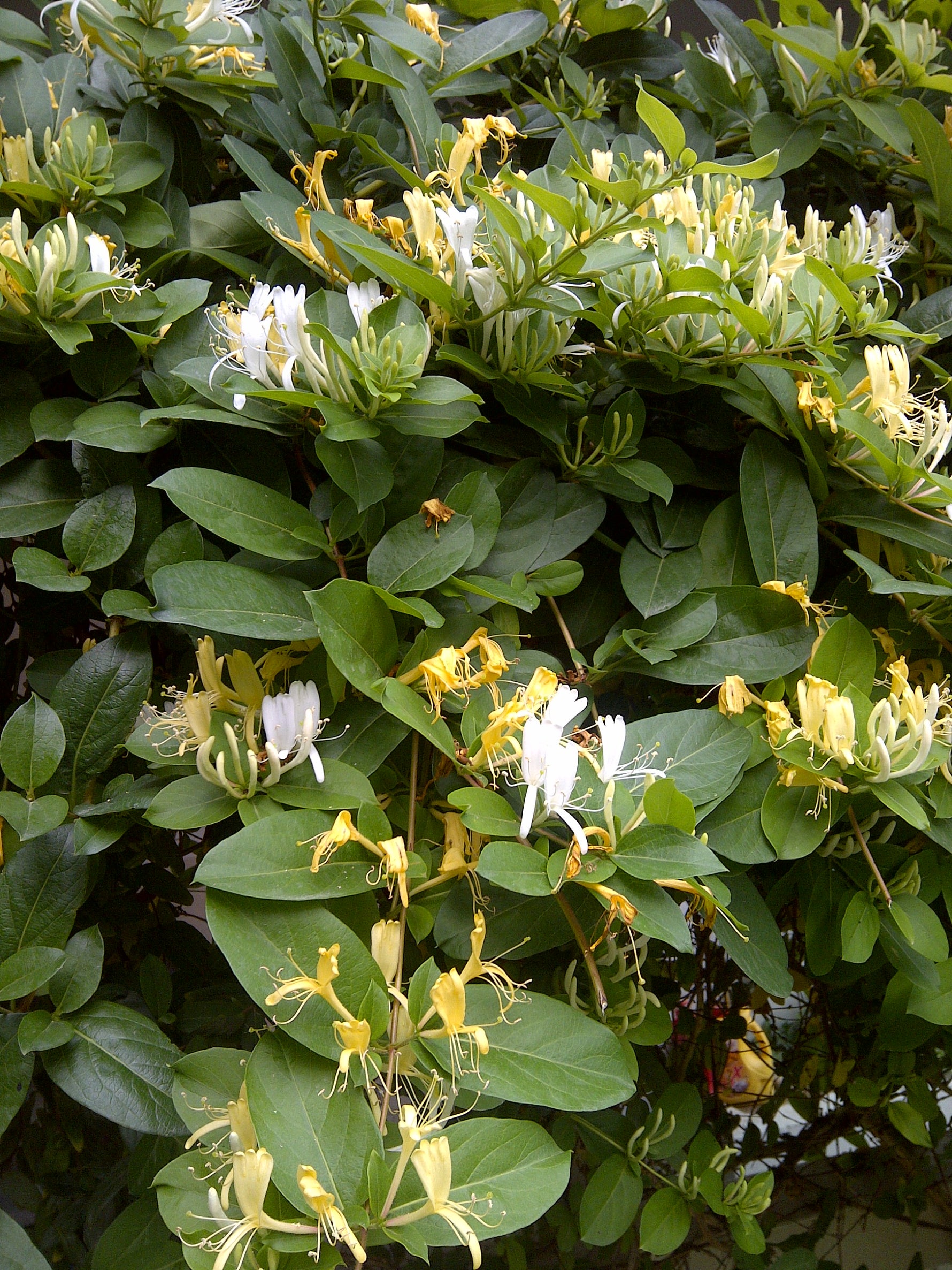 Lonicera japonica 'Halls Prolific' - h: 60cm | Cont.: 3L - Caprifoi japonez 'Halls Prolific'