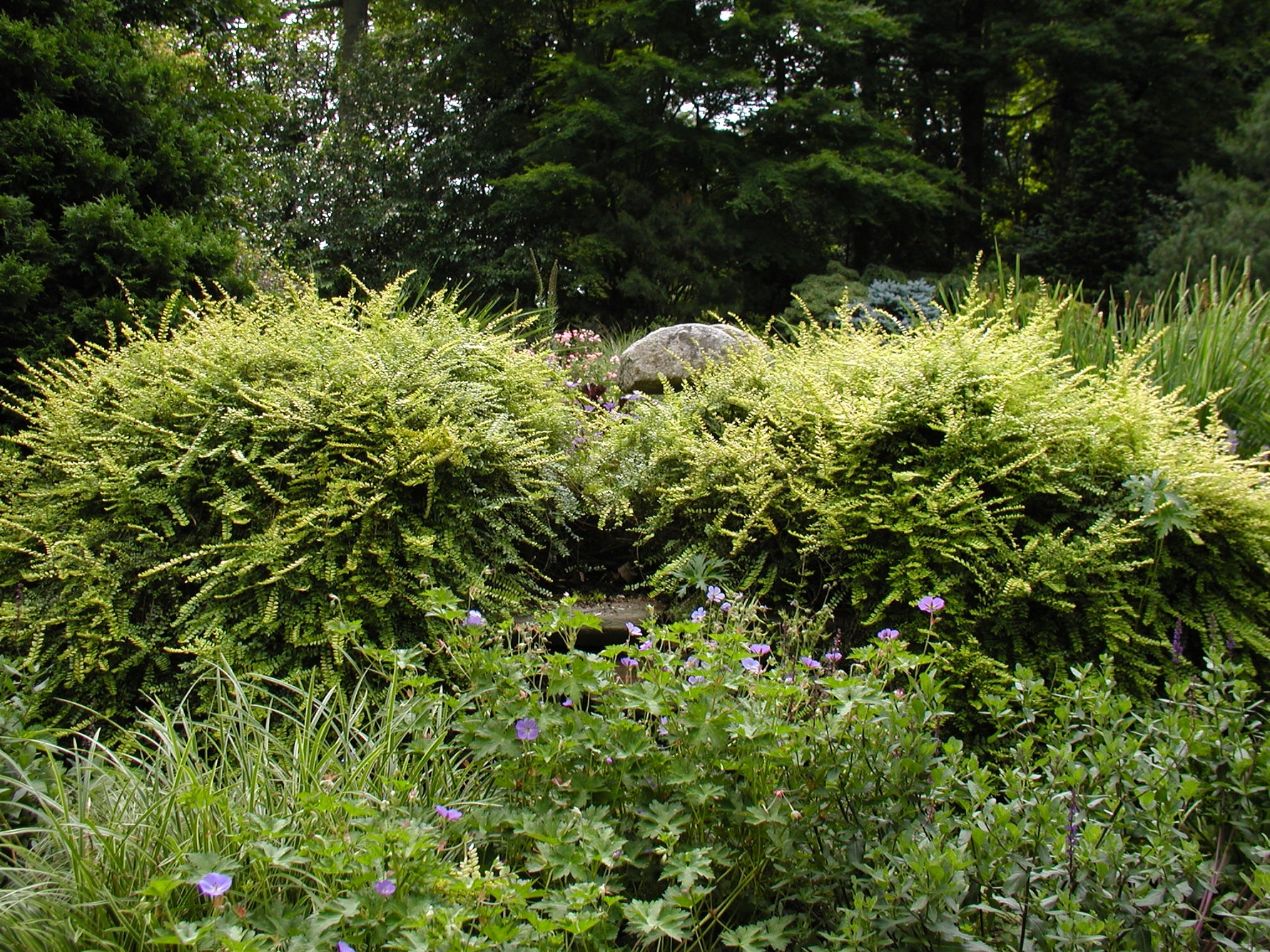 Lonicera nitida 'Garden Clouds' - Mădăreț 'Garden Clouds'
