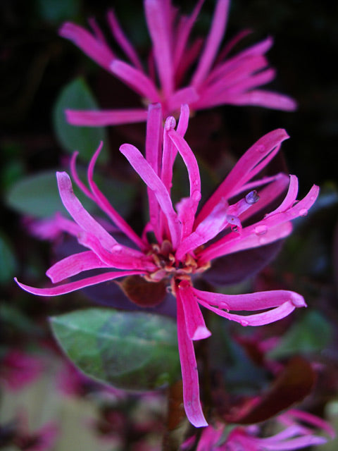 Loropetalum chinense 'Fire Dance' - h: 25-30cm | Cont.: 5L - Loropetalum 'Fire Dance'