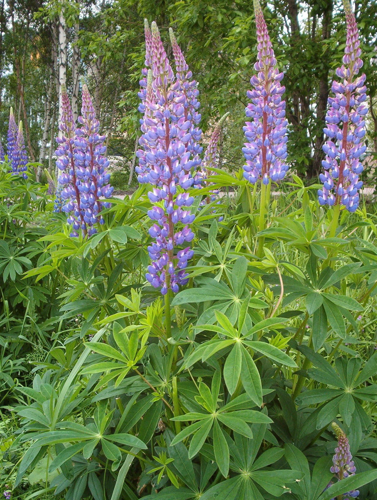 Lupinus polyphyllus - Cont.: 2L - Lupin