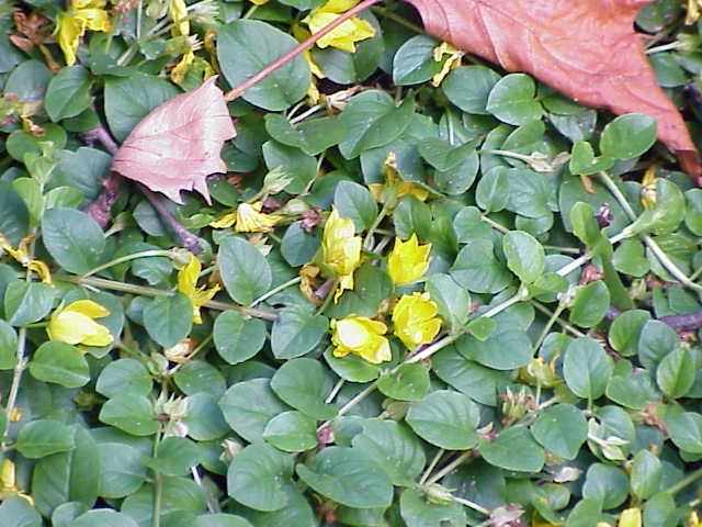 Lysimachia nummularia - Cont.: 2L - Gălbinele târâtoare