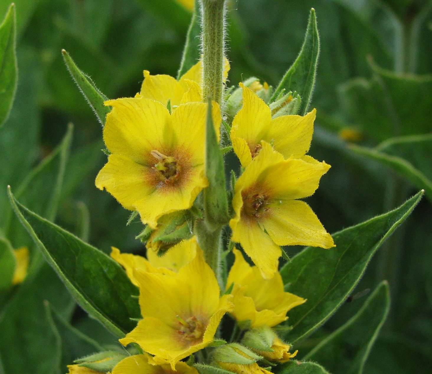 Lysimachia punctata - Cont.: 1.5L - Gălbinele