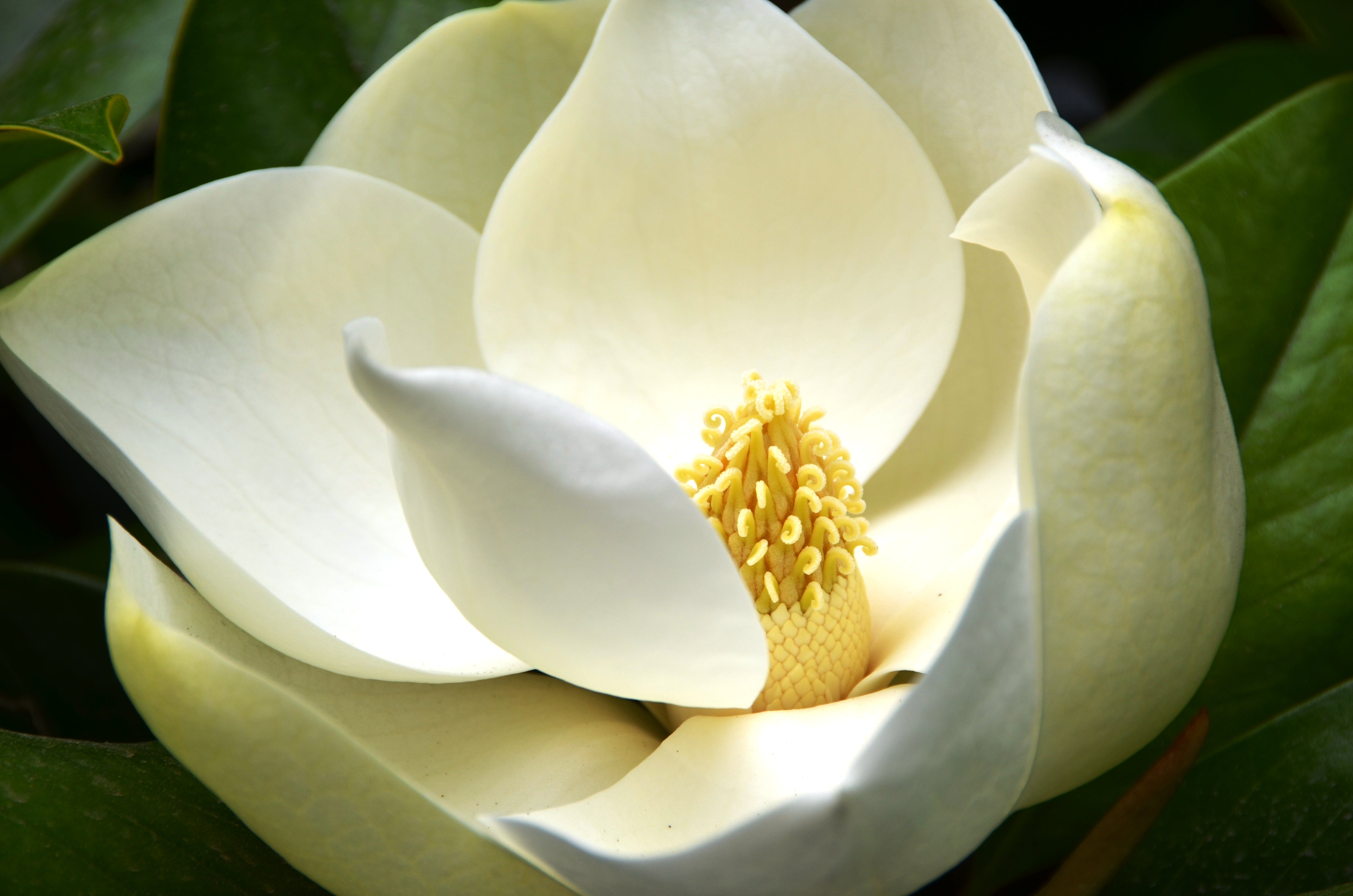 Magnolia grandiflora 'Little Gem' - Cont.: 25L - Magnolie cu frunze mari 'Little Gem'