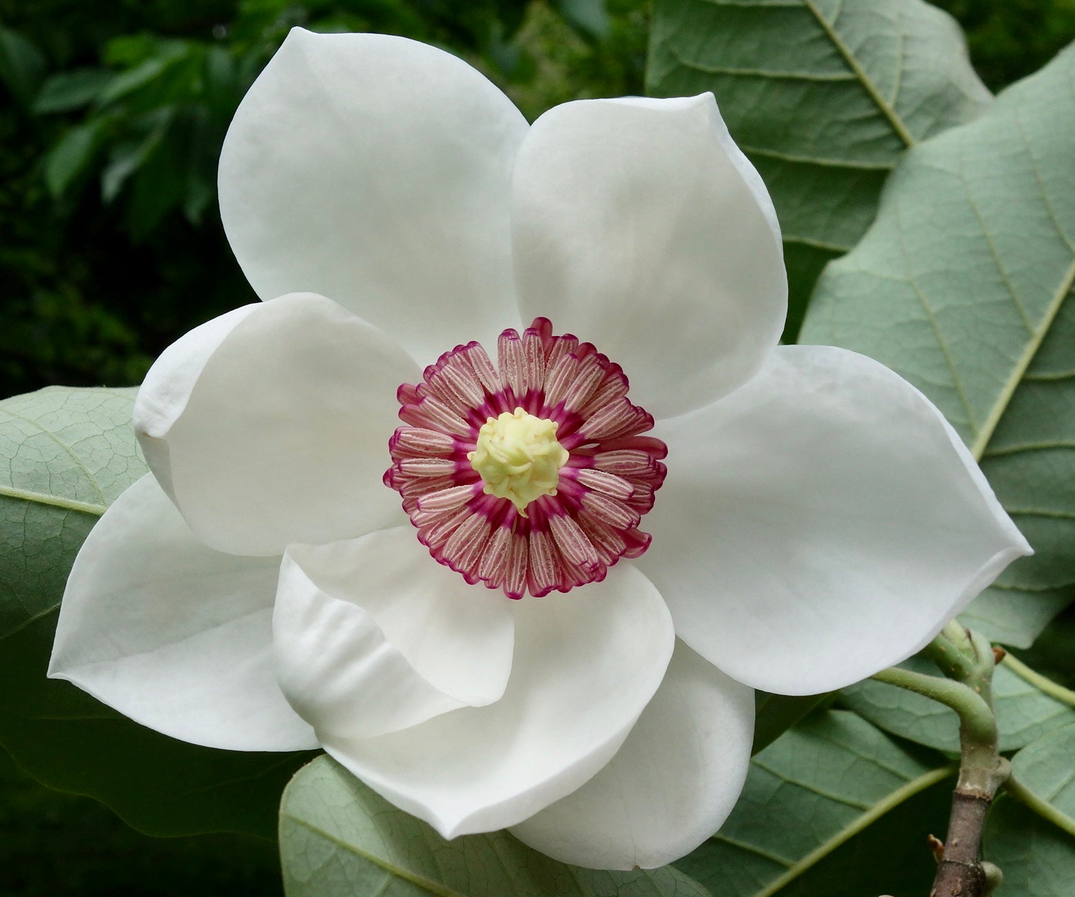 Magnolia liliflora 'Nigra' - h: 250-300cm | Cont.: 130L - Magnolie roz-purpurie 'Nigra'