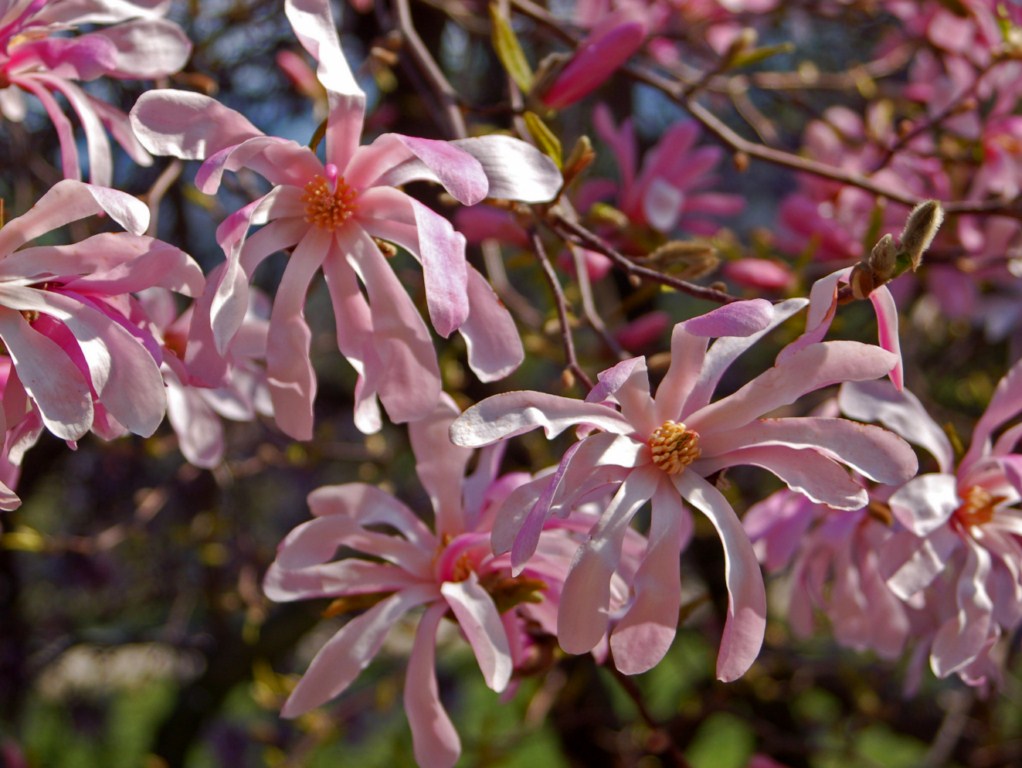 Magnolia x loebneri 'Leonard Messel' - h: 120-150cm | Cont.: 30L - Magnolie Loebner 'Leonard Messel'