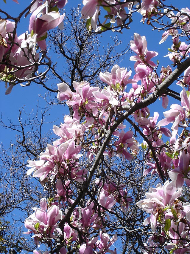 Magnolia x soulangeana - h: 150-175cm | Cont.: 25L - Magnolie Soulange
