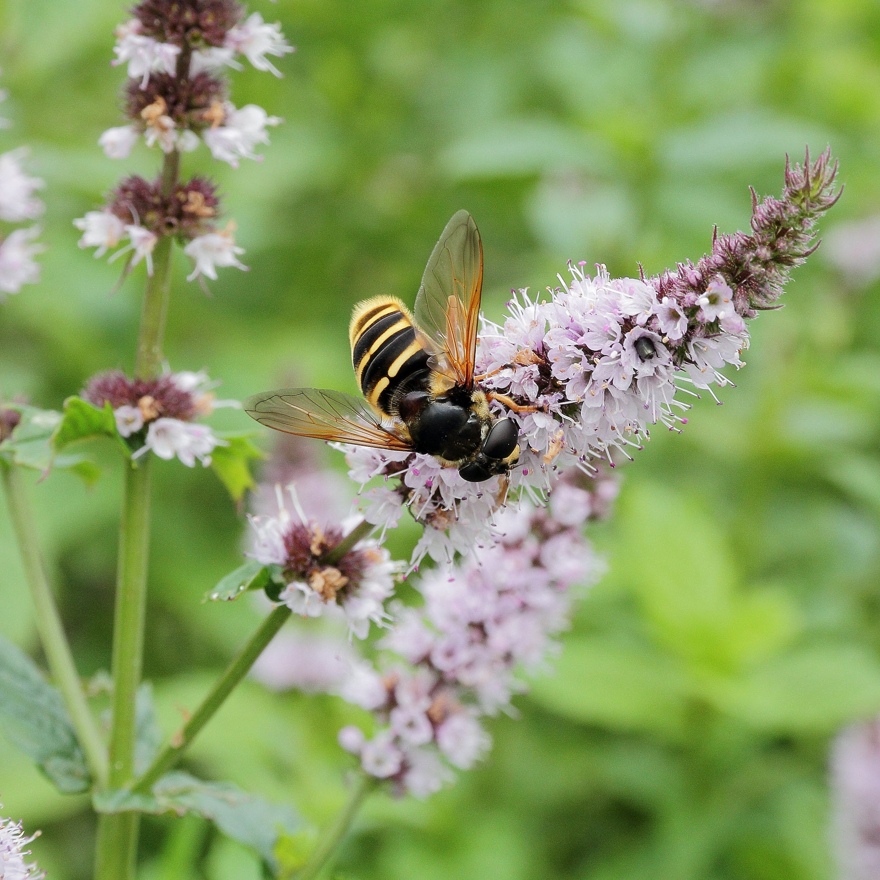 Mentha MIX - Cont.: 2L - Mentă MIX