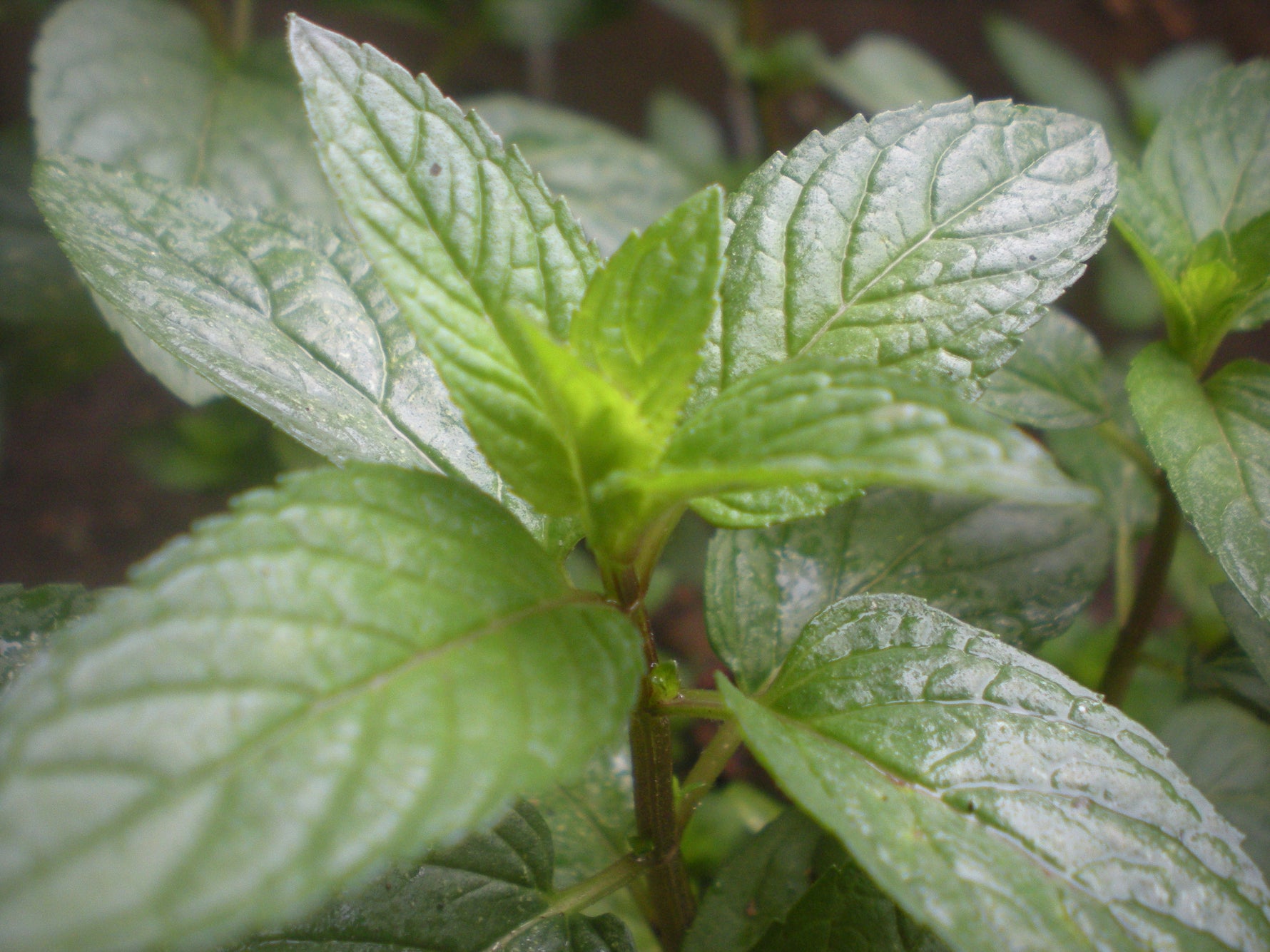 Mentha piperita - Cont.: 3L - Mentă piperată