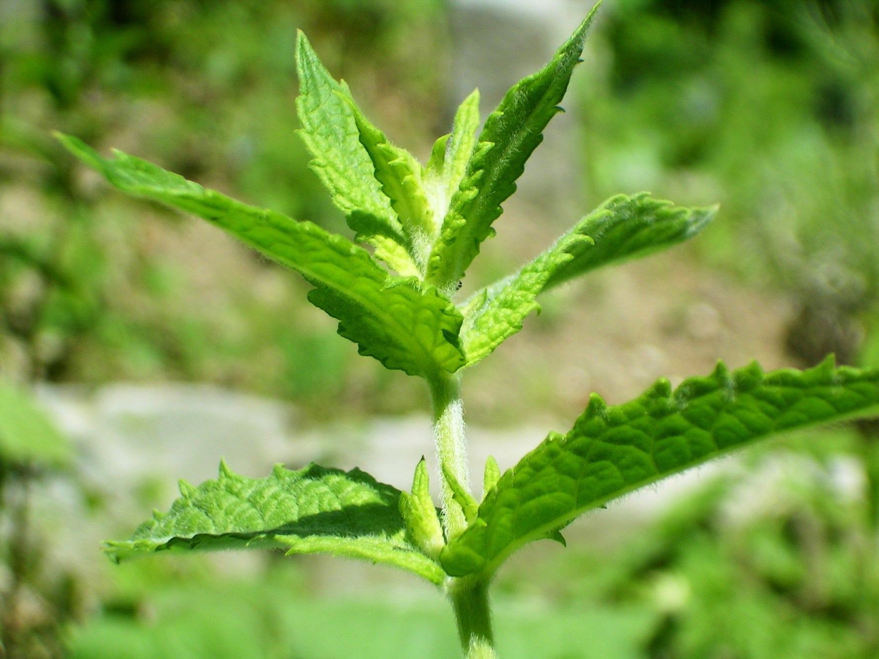 Mentha spicata 'Maroccan' - Cont.: 3L - Mentă maroc 'Maroccan'